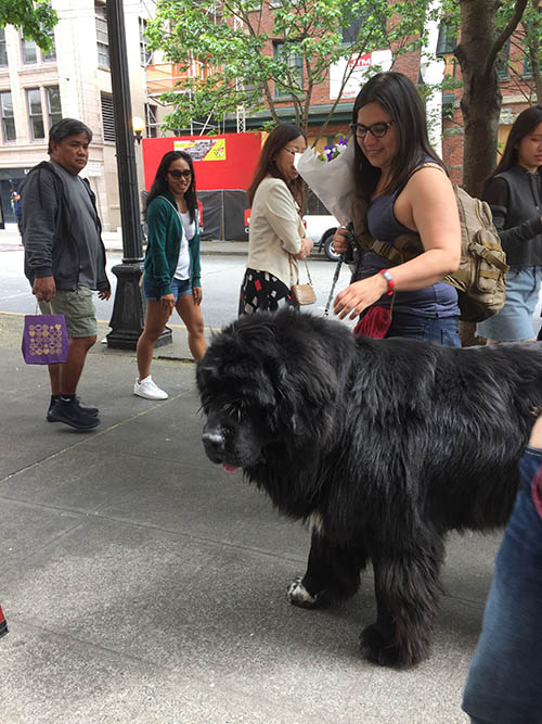 Pike Place Market 近くの通りにいた犬